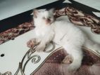 Himalayan Cat