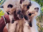 Himalayan Kittens
