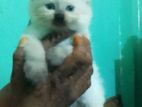 Himalayan Kitten