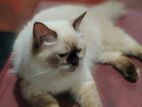 Himalayan Cat