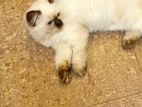 Himalayan Cat