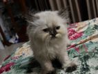 Himalayan Kitten