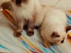 Himalayan Cats