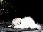 Himalayan Cat