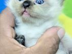 Himalayan Persian Kittens