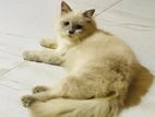 Himalayan Male Cat