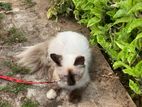 Himalayan Cat