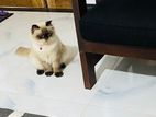 Himalayan Cat