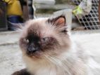 Himalayan Cat