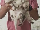 Himalayan Kitten
