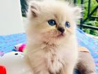 HImalayan Cat