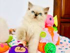 Himalayan Kittens