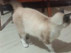 Himalayan Cat