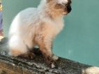 Himalayan Kitten