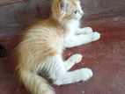 Himalayan Cat