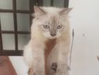 Himalayan Persian Cat