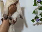 Himalayan Cat