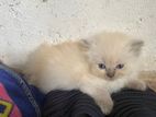 Himalayan Kittens