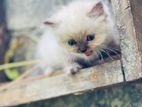 Himalayan Cat