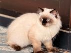 Himalayan Cat