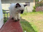 Himalayan Cat