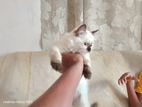Himalayan Cat