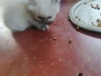 Himalayan Kittens
