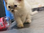 Himalayan Kitten