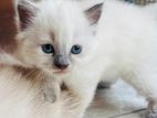 Himalayan Kitten