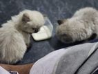 Himalayan Kittens