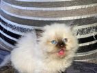 Himalayan Kitten