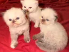 Himalayan Kittens