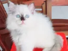 Himalayan Kitten