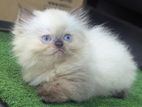 Himalayan Kitten