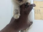 Himalayan Kitten