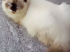 Himalayan Kitten