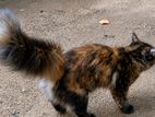 Himalayan Cat