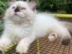 Himalayan Kitten
