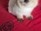 Himalayan Kitten