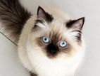 Himalayan Kitten