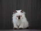 Himalayan Kitten