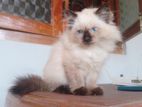 Himalayan Kitten
