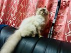 Himalayan Kitten