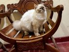 Himalayan Kitten