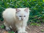 Himalayan Kitten