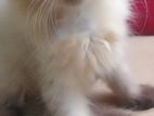 Himalayan Kitten