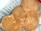 Himalayan Kitten