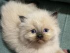 Himalayan Kitten