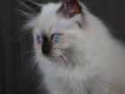 Himalayan Kitten