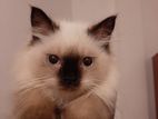 Himalayan Kitten